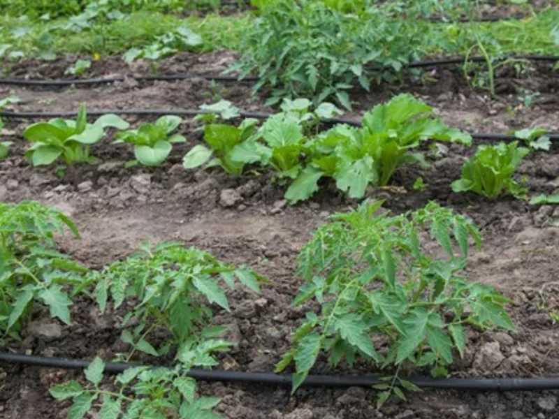 kapljično namakanje vrta